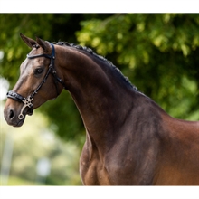 BR trense Lydney hackamore 