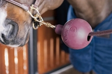 Kentucky gummibold 