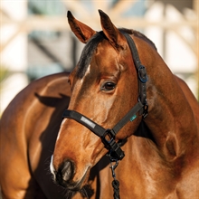 Horseware Amigo grimesæt 