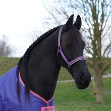 Navy Grape