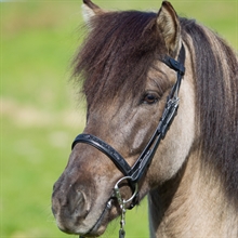 Eques V-pandebånd med Moon Rock
