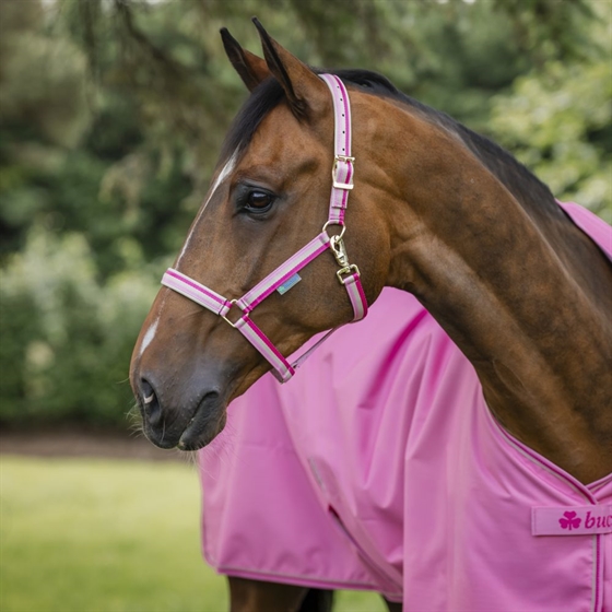 Aurora Pink 