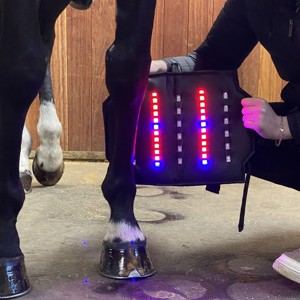 Equine LTS Leg Wrap