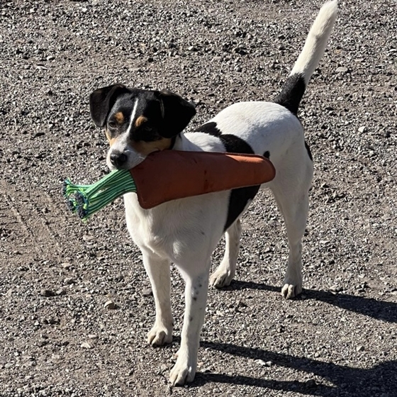 AB heste legetøj Gulerod 31 cm